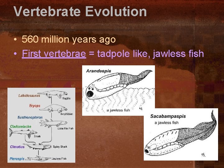 Vertebrate Evolution • 560 million years ago • First vertebrae = tadpole like, jawless