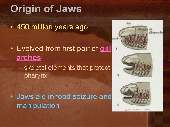 Origin of Jaws • 450 million years ago • Evolved from first pair of