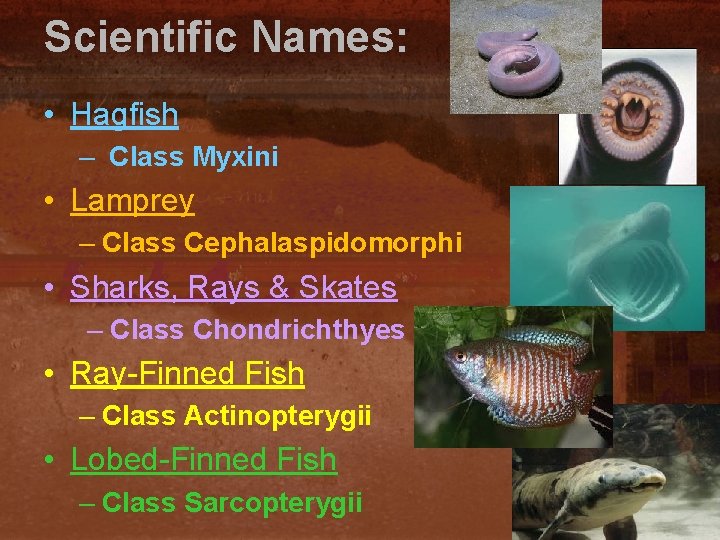 Scientific Names: • Hagfish – Class Myxini • Lamprey – Class Cephalaspidomorphi • Sharks,