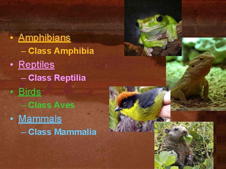  • Amphibians – Class Amphibia • Reptiles – Class Reptilia • Birds –