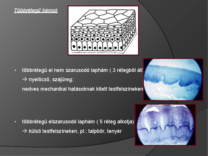 Többrétegű hámok • többrétegű el nem szarusodó laphám ( 3 rétegből áll) nyelőcső, szájüreg;