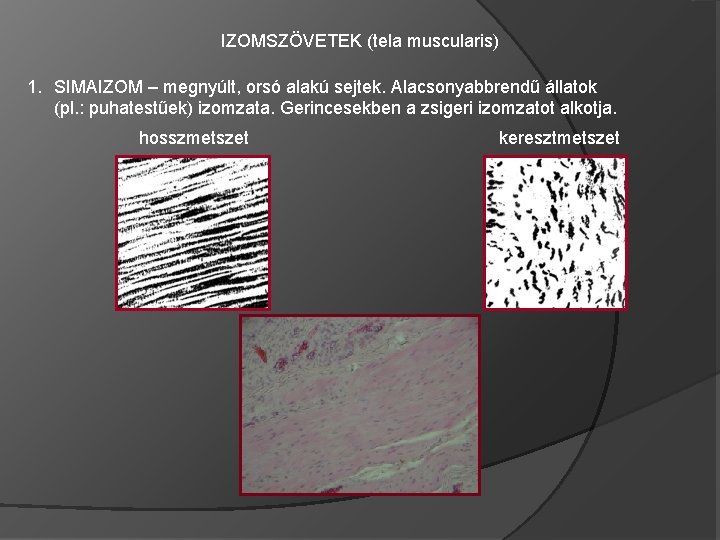 IZOMSZÖVETEK (tela muscularis) 1. SIMAIZOM – megnyúlt, orsó alakú sejtek. Alacsonyabbrendű állatok (pl. :