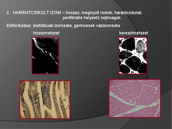 2. HARÁNTCSÍKOLT IZOM – hosszú, megnyúlt rostok, harántcsíkolat, perifériális helyzetű sejtmagok. Előfordulása: ízeltlábúak izomzata,