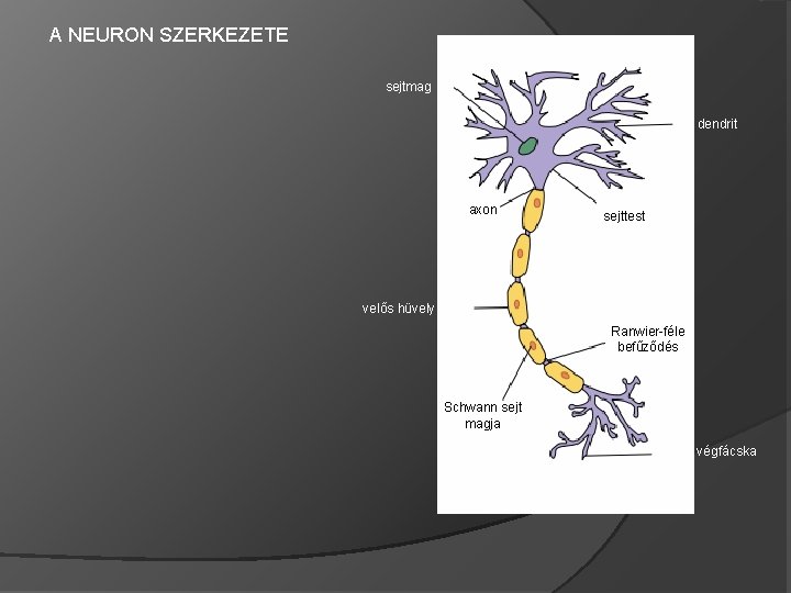  A NEURON SZERKEZETE sejtmag dendrit axon sejttest velős hüvely Ranwier-féle befűződés Schwann sejt