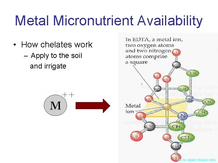 Metal Micronutrient Availability • How chelates work – Apply to the soil and irrigate