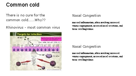 Common cold There is no cure for the common cold……. Why? ? Rhinovirus -