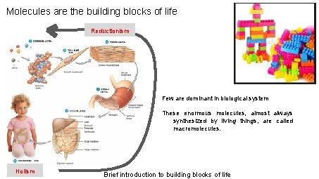 Molecules are the building blocks of life Reductionism Few are dominant in biological system