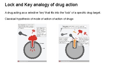 Lock and Key analogy of drug action A drug acting as a selective ‘key’