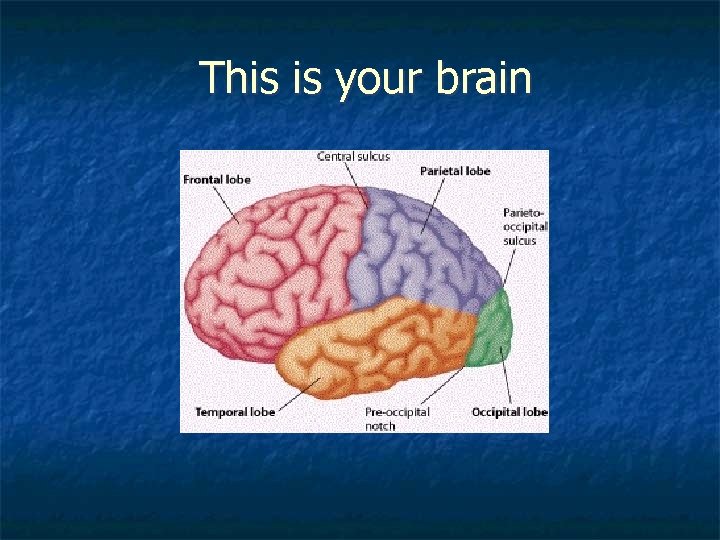 This is your brain 