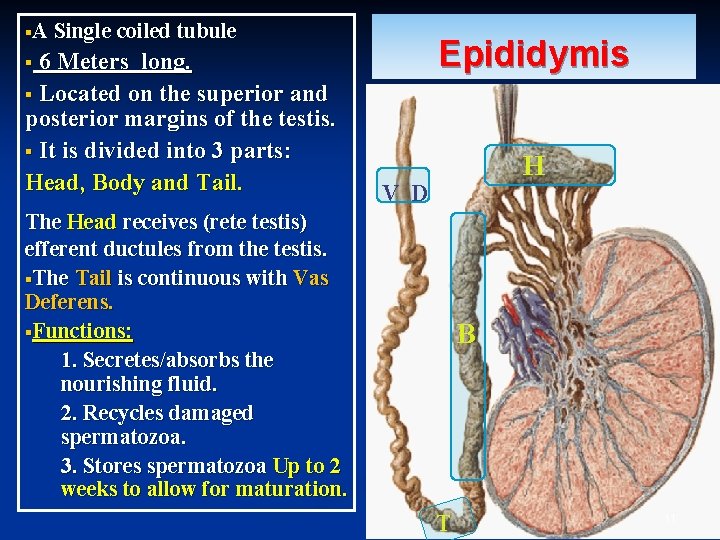 §A Single coiled tubule 6 Meters long. § Located on the superior and posterior