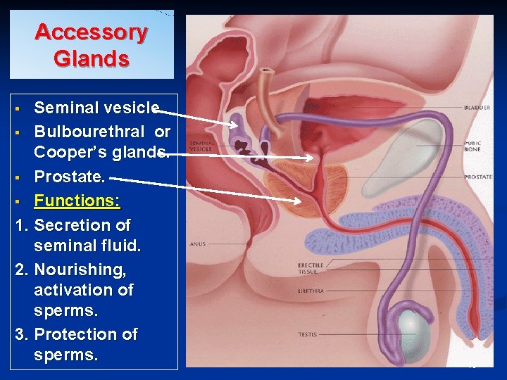 Accessory Glands Seminal vesicle. § Bulbourethral or Cooper’s glands. § Prostate. § Functions: 1.
