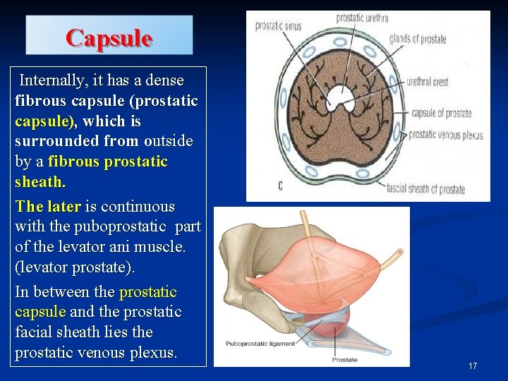 Capsule Internally, it has a dense fibrous capsule (prostatic capsule), which is surrounded from