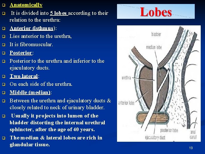 q q q q Anatomically It is divided into 5 lobes according to their