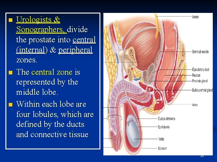 n n n Urologists & Sonographers, divide the prostate into central (internal) & peripheral