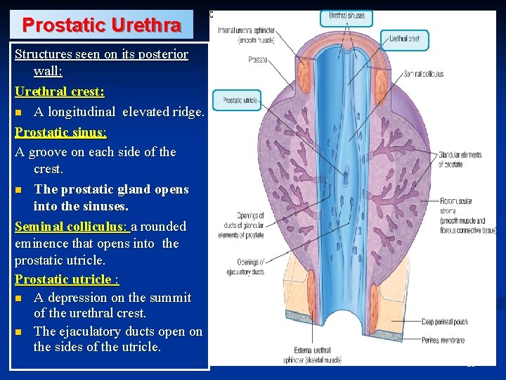 Prostatic Urethra Structures seen on its posterior wall: Urethral crest: n A longitudinal elevated