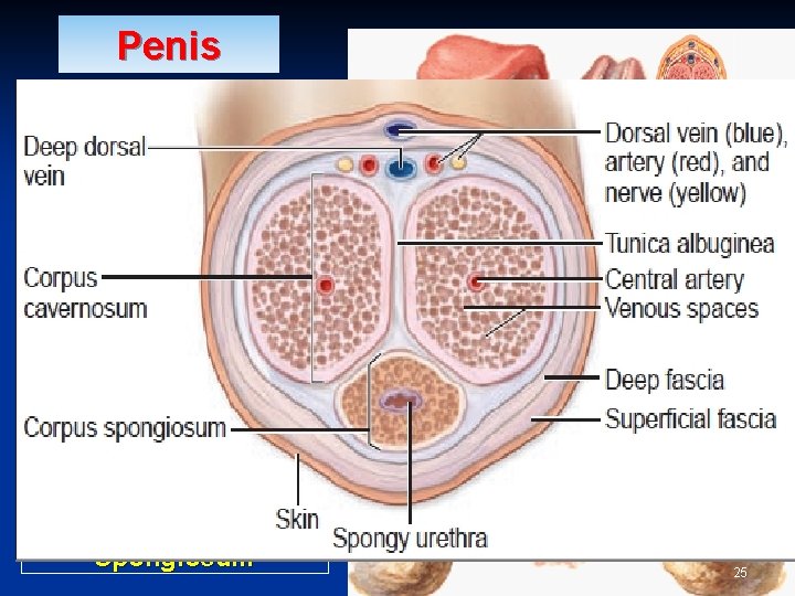 Penis § § § A Copulatory & Excretory organ. Excretory: Penile urethra transmits urine