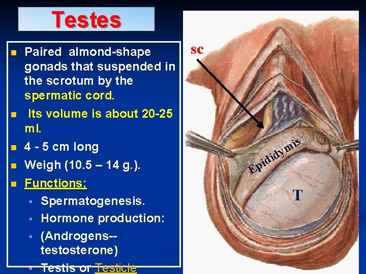 Testes n n n Paired almond-shape gonads that suspended in the scrotum by the