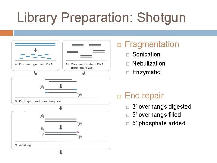 Library Preparation: Shotgun Fragmentation � � � Sonication Nebulization Enzymatic End repair � �