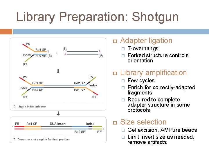 Library Preparation: Shotgun Adapter ligation � � Library amplification � � � T-overhangs Forked