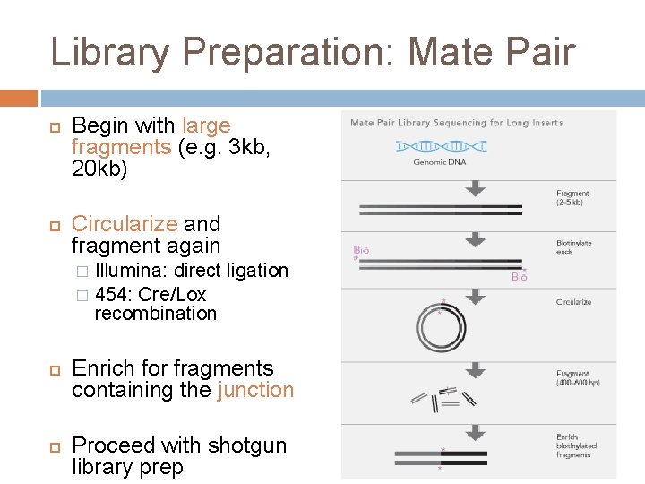 Library Preparation: Mate Pair Begin with large fragments (e. g. 3 kb, 20 kb)