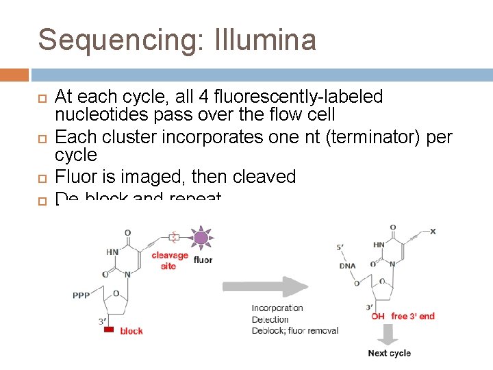 Sequencing: Illumina At each cycle, all 4 fluorescently-labeled nucleotides pass over the flow cell