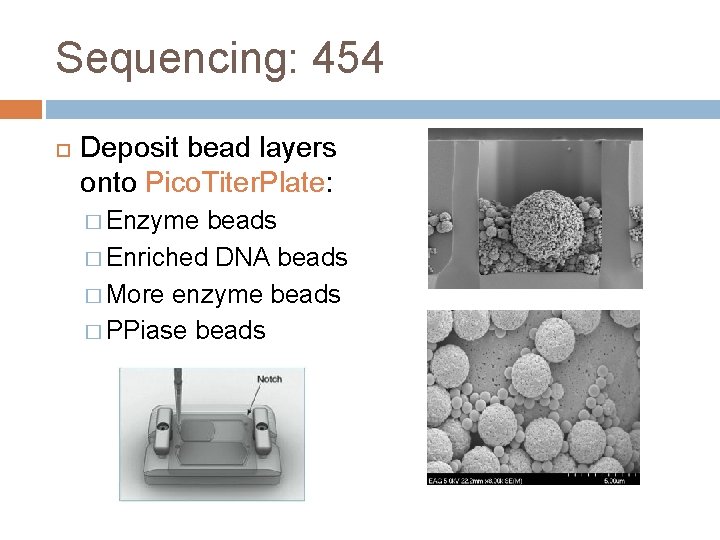 Sequencing: 454 Deposit bead layers onto Pico. Titer. Plate: � Enzyme beads � Enriched