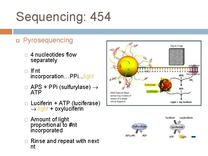 Sequencing: 454 Pyrosequencing � 4 nucleotides flow separately � If nt incorporation…PPi. . .