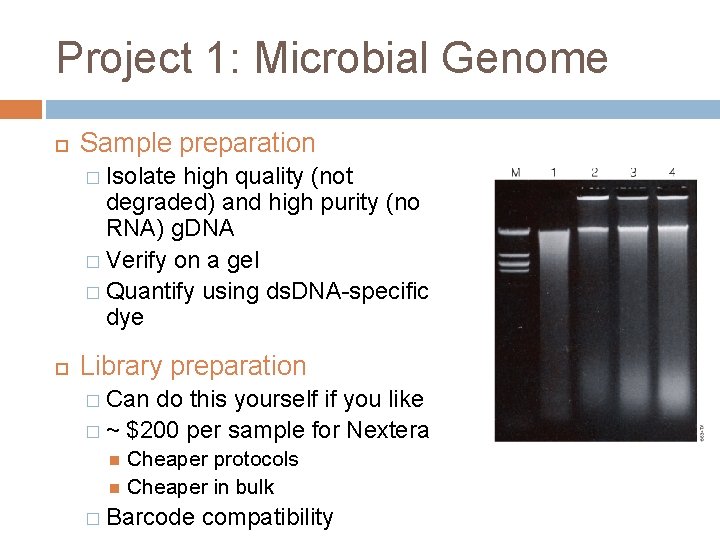 Project 1: Microbial Genome Sample preparation � Isolate high quality (not degraded) and high