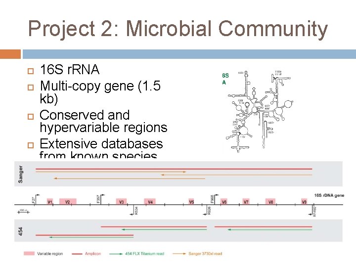 Project 2: Microbial Community 16 S r. RNA Multi-copy gene (1. 5 kb) Conserved