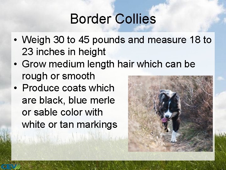 Border Collies • Weigh 30 to 45 pounds and measure 18 to 23 inches