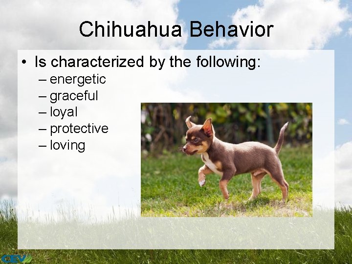 Chihuahua Behavior • Is characterized by the following: – energetic – graceful – loyal