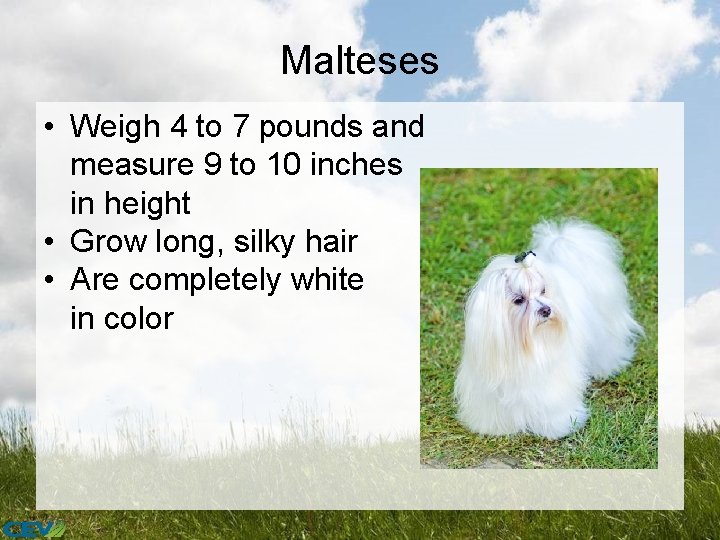 Malteses • Weigh 4 to 7 pounds and measure 9 to 10 inches in