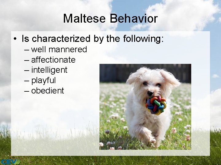 Maltese Behavior • Is characterized by the following: – well mannered – affectionate –