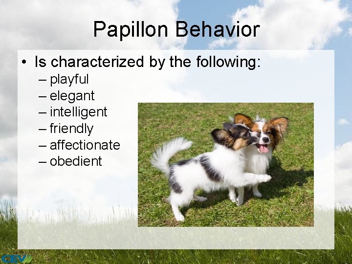 Papillon Behavior • Is characterized by the following: – playful – elegant – intelligent