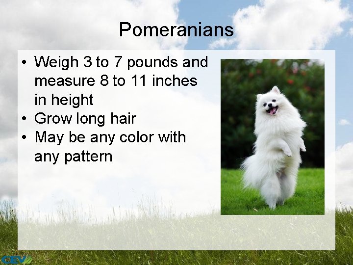 Pomeranians • Weigh 3 to 7 pounds and measure 8 to 11 inches in