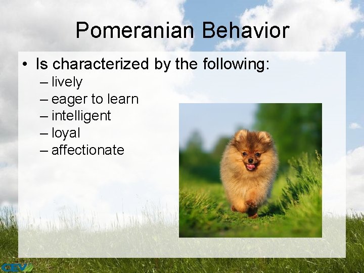 Pomeranian Behavior • Is characterized by the following: – lively – eager to learn