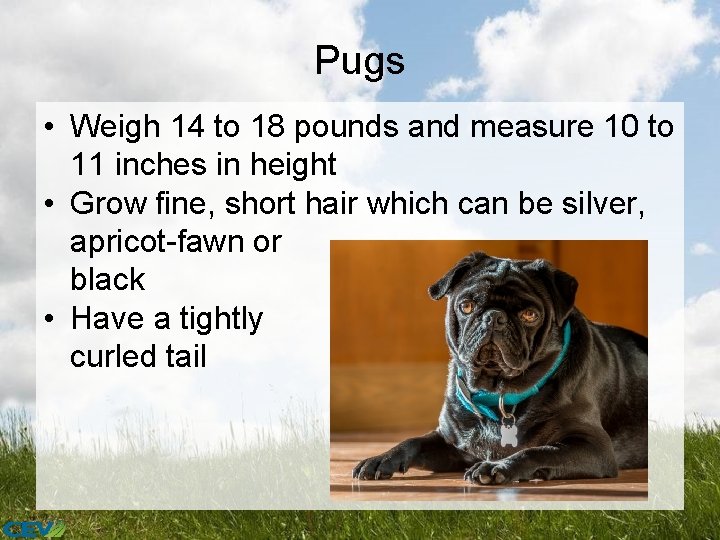 Pugs • Weigh 14 to 18 pounds and measure 10 to 11 inches in