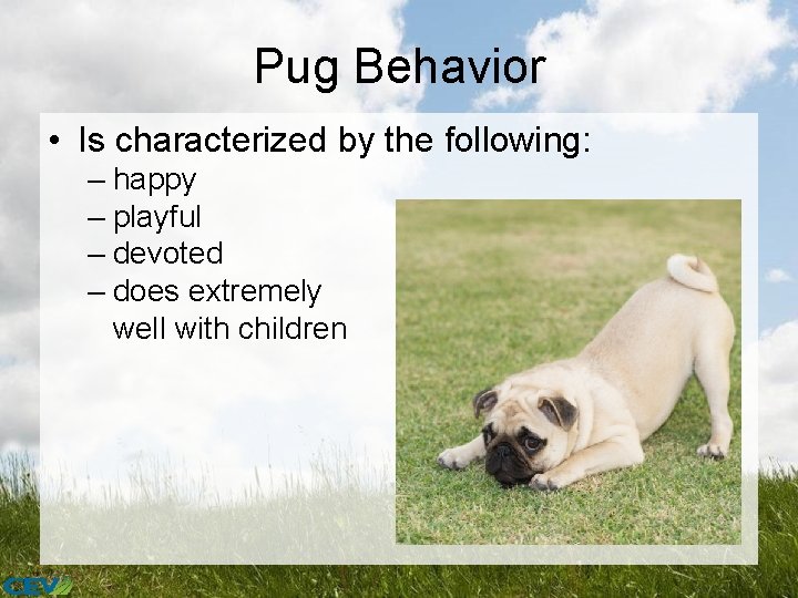 Pug Behavior • Is characterized by the following: – happy – playful – devoted