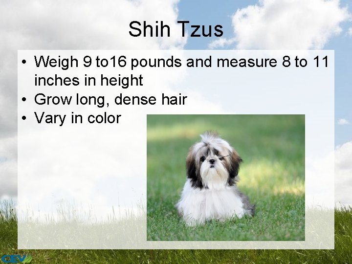 Shih Tzus • Weigh 9 to 16 pounds and measure 8 to 11 inches