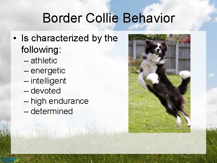 Border Collie Behavior • Is characterized by the following: – athletic – energetic –