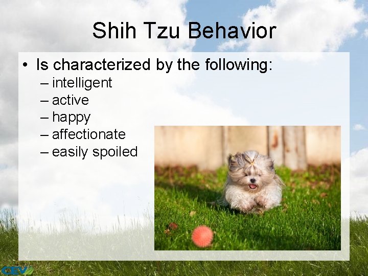 Shih Tzu Behavior • Is characterized by the following: – intelligent – active –