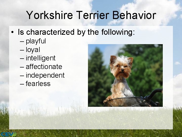 Yorkshire Terrier Behavior • Is characterized by the following: – playful – loyal –