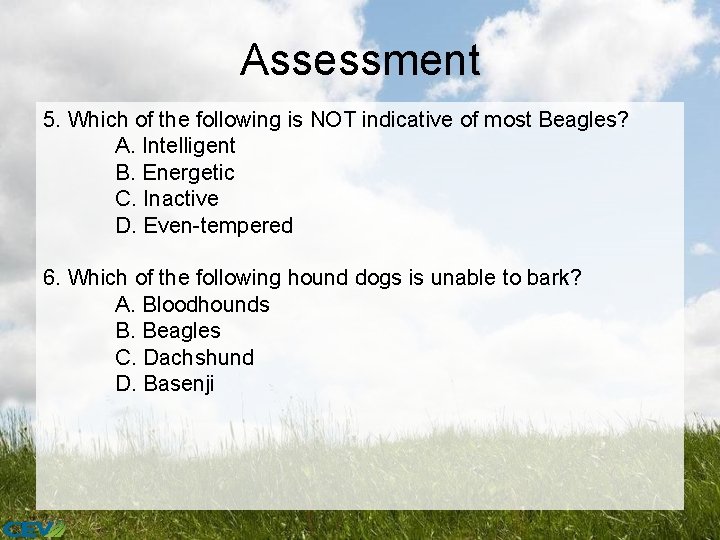 Assessment 5. Which of the following is NOT indicative of most Beagles? A. Intelligent