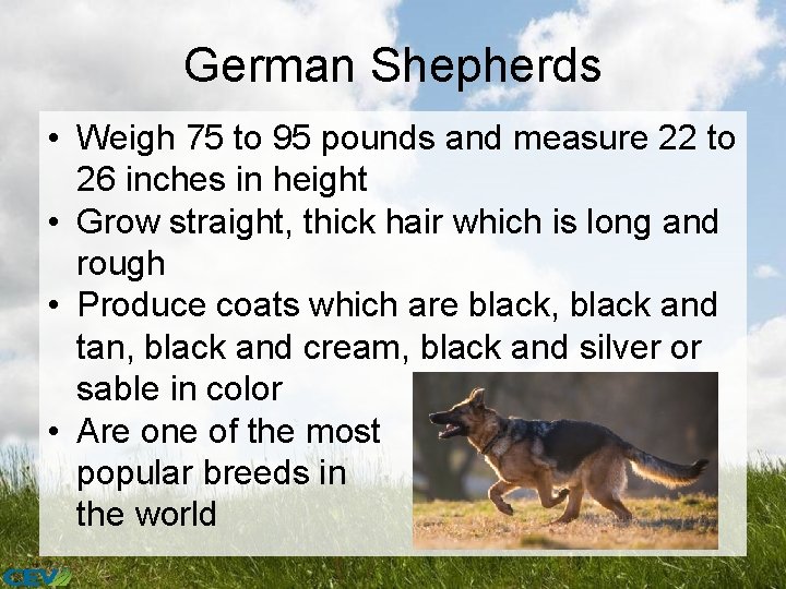 German Shepherds • Weigh 75 to 95 pounds and measure 22 to 26 inches