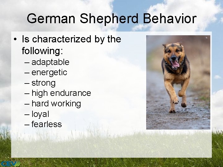 German Shepherd Behavior • Is characterized by the following: – adaptable – energetic –