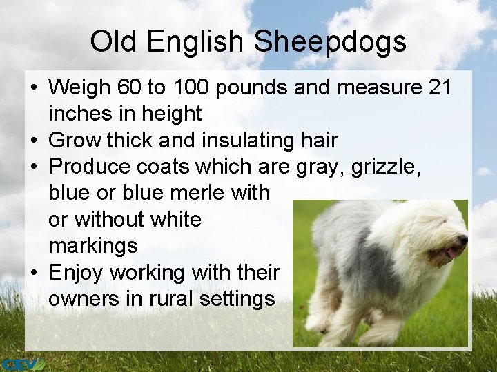 Old English Sheepdogs • Weigh 60 to 100 pounds and measure 21 inches in