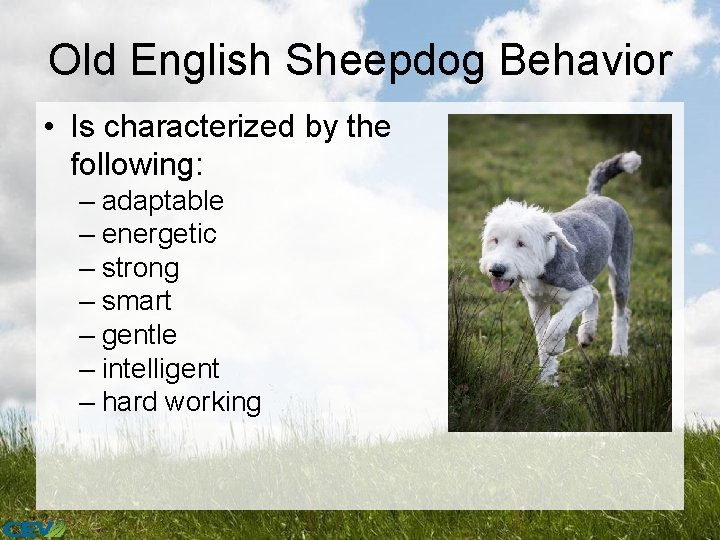 Old English Sheepdog Behavior • Is characterized by the following: – adaptable – energetic