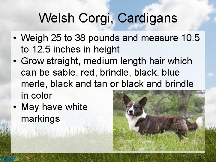 Welsh Corgi, Cardigans • Weigh 25 to 38 pounds and measure 10. 5 to