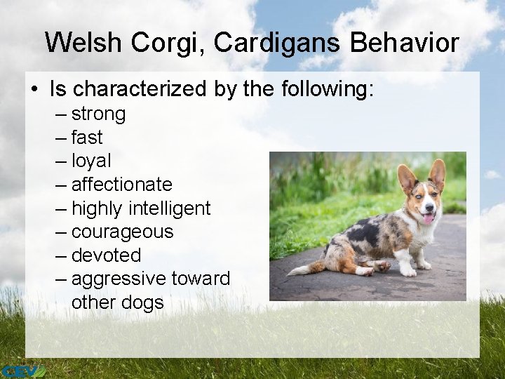 Welsh Corgi, Cardigans Behavior • Is characterized by the following: – strong – fast