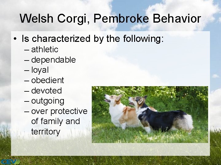 Welsh Corgi, Pembroke Behavior • Is characterized by the following: – athletic – dependable